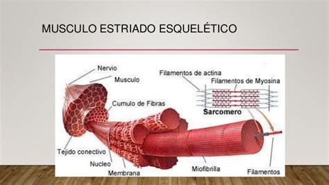 O Que E Musculo Estriado Esqueletico NBKomputer