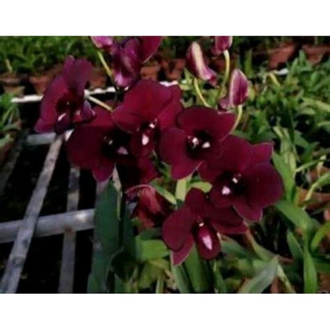 Jual Dendrobium Bulat Anggrek Dendrobium Keriting Melintir Seedling