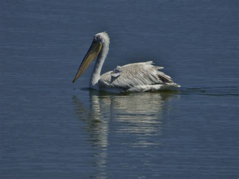 Dalmatian Pelican In Greece Wikidalmatia Flickr