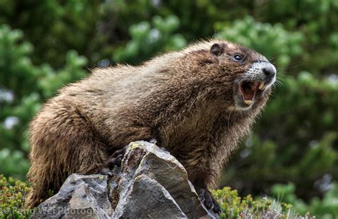 Whistling Hoary Marmot Mount Rainier National Park Washington Usa A