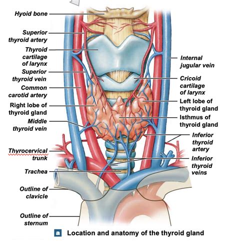 exp. 33: location and anatomy of the thyroid gland Diagram | Quizlet