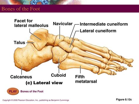 Ppt Bones Part 1 The Appendicular Skeleton Powerpoint Presentation