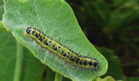 Raupe Von Pieris Brassicae Grosser Kohlweissling Schmetterlinge