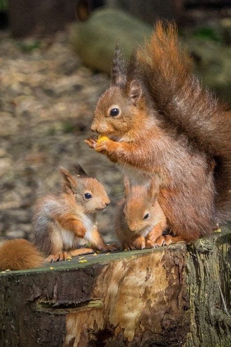 Niedliche Tierbilder Ideen Tierbilder Niedliche Tierbilder