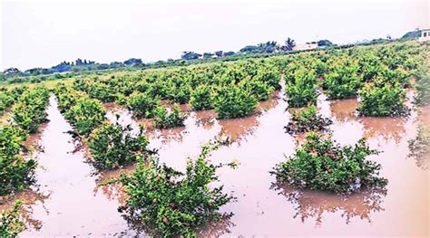 Heavy Rain Damages Kharif Crop Zws 70