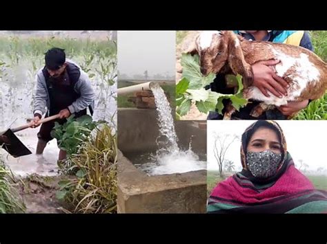 Aaj Lagayenge Gandum Ko Tubewell Ka Pani Sardi Ka Mausam Aur Kheton