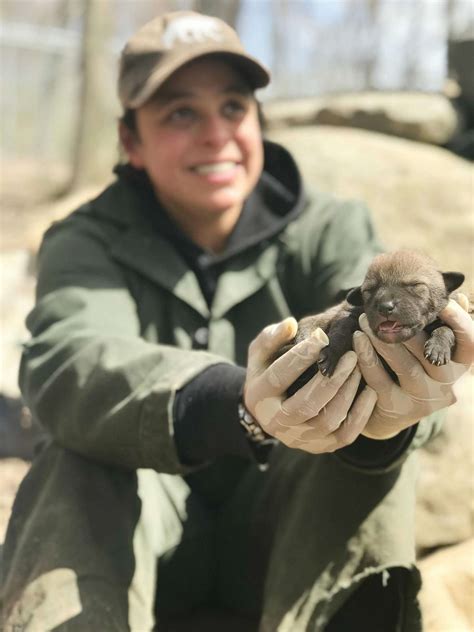 Newborn Red Wolves: 10 Born in New York for Endangered Species