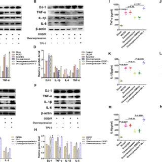 Dj Interference Increased The Expression Of Tnf Il And Il