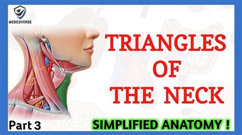 Triangles Of Neck Anatomy Topography Of Neck Neck Muscles Anatomy