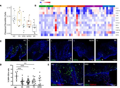 Frontiers Identification Of Novel Immune Cell Signature In