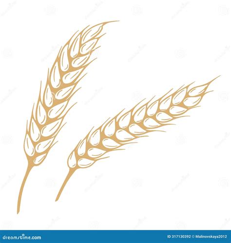 Sketch Mature Spikelets Vector Graphics Stock Illustration