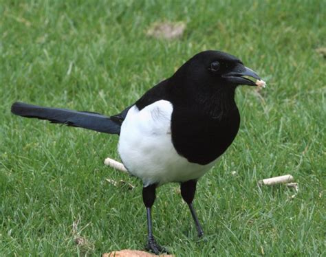 Ireland's Top 20 + Garden Birds - Irish Garden Birds