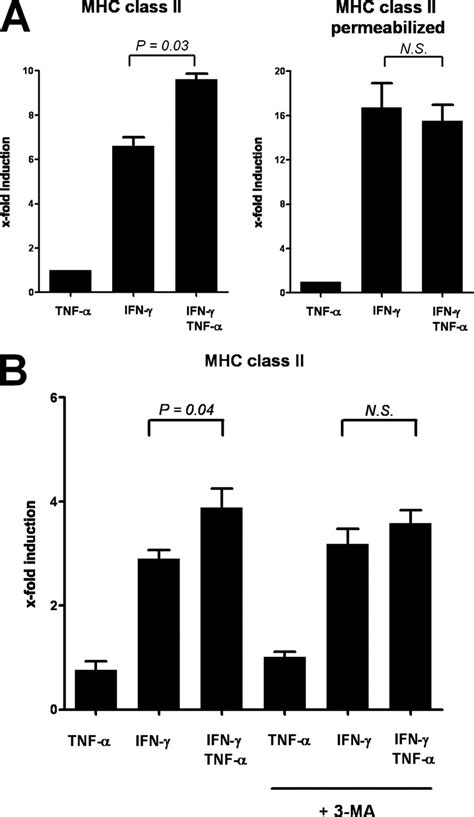 Synergistic Effect Of Tnf On Mhc Class Ii Regulation Is Restricted To