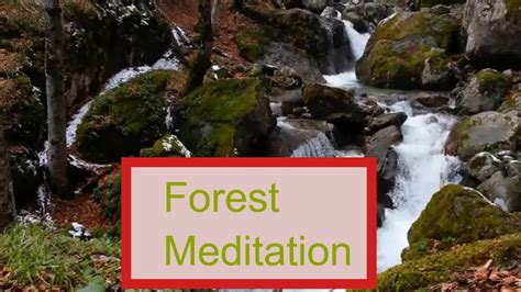 Forest Meditation Sound Birds Chirping Connect With Nature Mediation