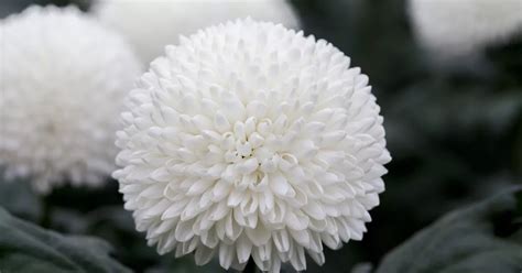 Chrysanthemum Indicum Ping Pong Super Schnitt Chrysantheme