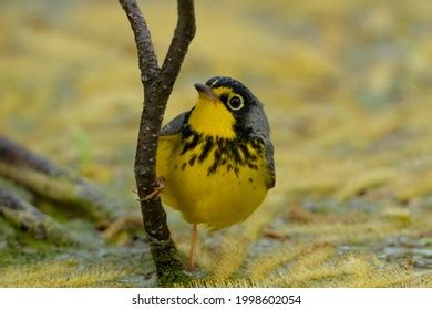 27 Warblers Migrating With Us Images Stock Photos Vectors Shutterstock