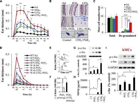 Figure From Leukotriene D And Prostaglandin E Signals Synergize And