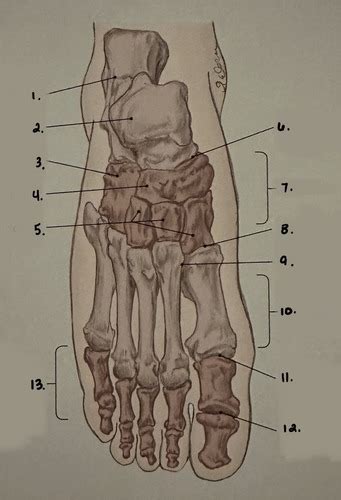 Exam 3 Anatomy Trail Guide Flashcards Quizlet