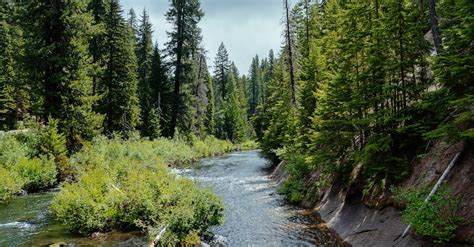 Green Pine Trees Near River · Free Stock Photo