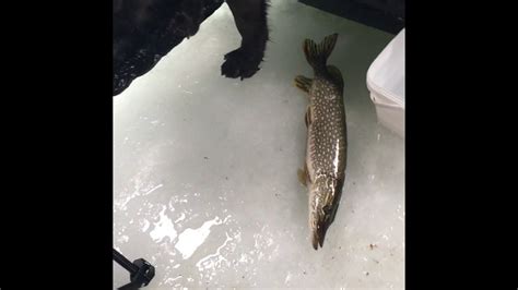 Ice Fishing Island Lake Plus Underwater Camera Marcum 485c Youtube