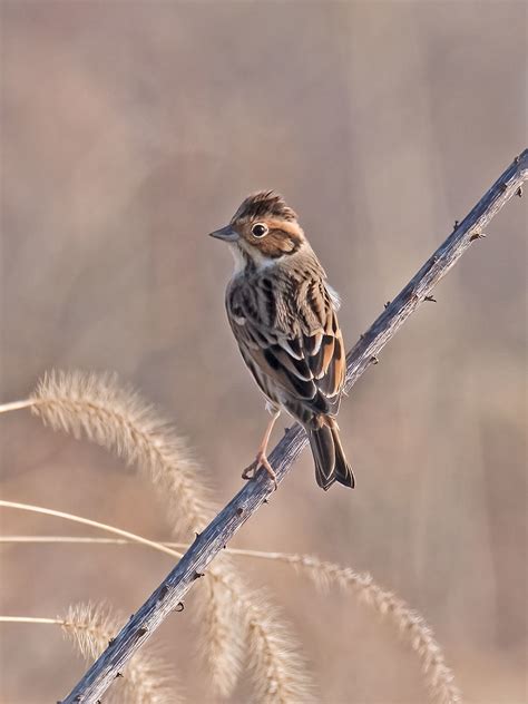 Reed Bunting Mike Friel Flickr