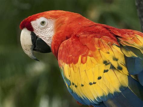 Scarlet Macaw Ebird