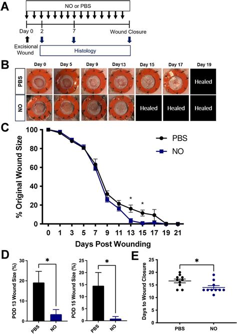 Frontiers Nitric Oxide Releasing Gel Accelerates Healing In A Diabetic Murine Splinted