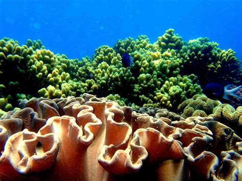 Gran Barrera De Coral De Australia Tiempo De Explorar