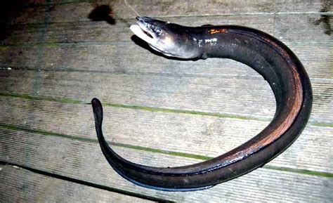 Baby Conger Eel