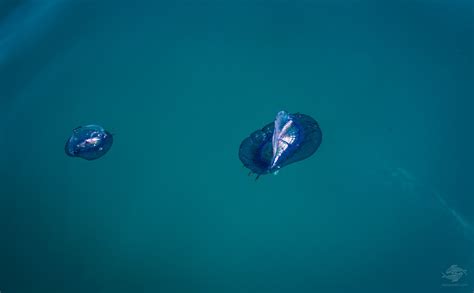 Velella Velella – Facts and Photographs – Seaunseen