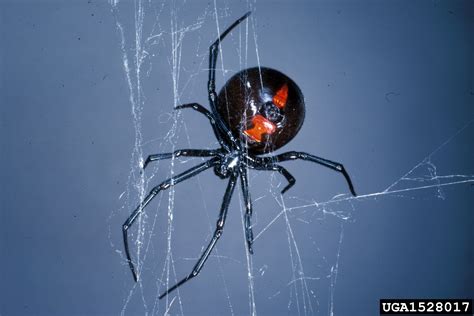 Black Widow Spider Latrodectus Mactans