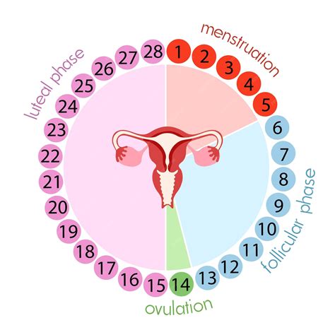Estágios Do Ciclo Menstrual Fase Lútea Fase Folicular Menstruação