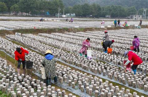 湖南新田：“稻耳”轮作助农增收 人民图片网