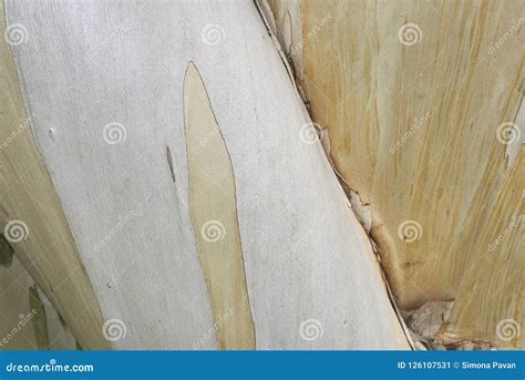 Bark Close Up of Eucalyptus Pauciflora Stock Image - Image of growth ...