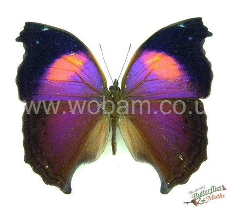 Lilac Beauty Salamis Cacta Size Africa Africa Butterfly Insects