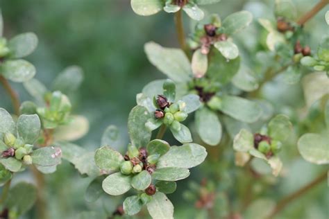 Portulak Historiske Planter