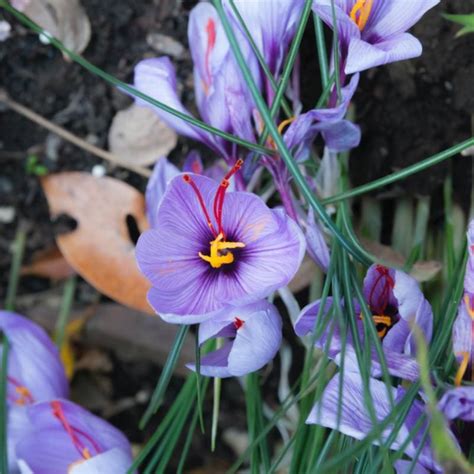 Saffron Crocus – Pinetree Garden Seeds