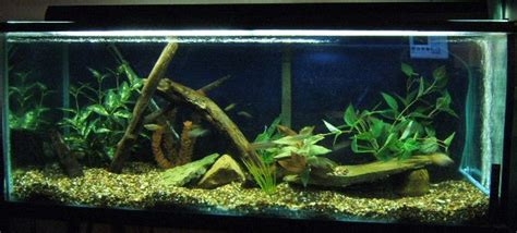 Photo 1 70 Gallon Discus Tank Iron Stand Aquaclear 30