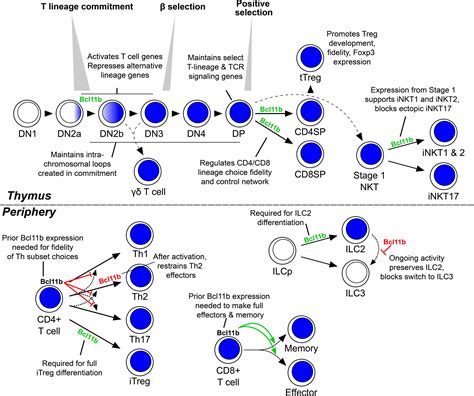 Frontiers Epigenetic Dynamics In The Function Of T Lineage Regulatory