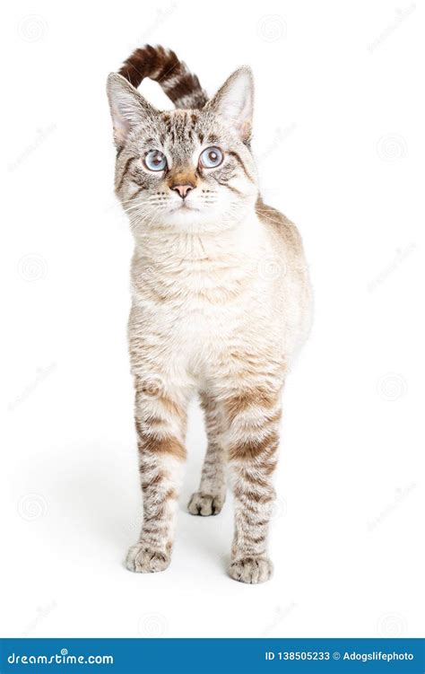 Cat White with Brown Stripes Standing Isolated Stock Image - Image of ...