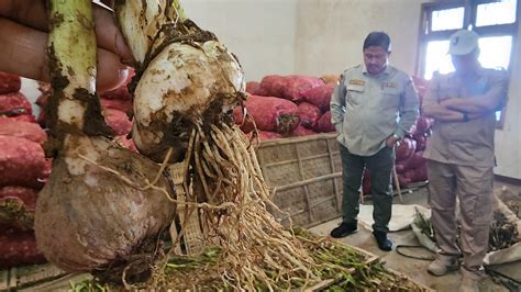 Sekitar Pelaku Usaha Impor Bawang Putih Penerima Rekomendasi Impor