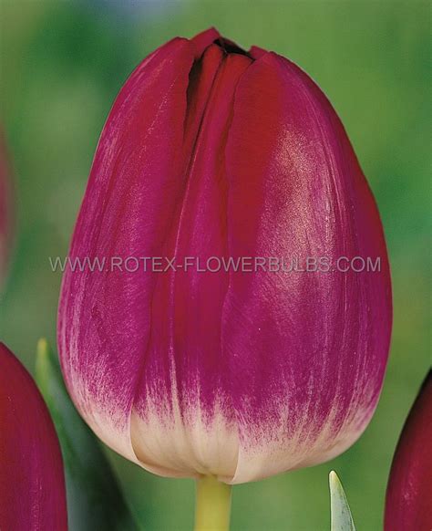 Tulipa Single Late Kansas Proud Cm P Binbox Rotex