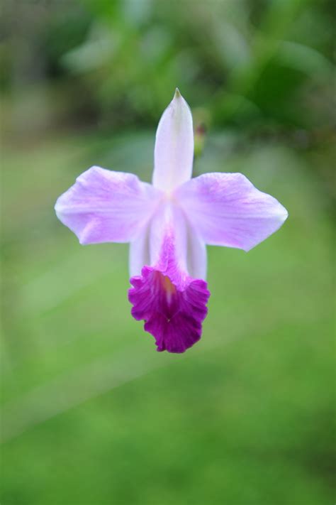 Costa Rican Orchid Photos | Vermont Photographers | David Seaver ...