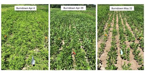 Managing Herbicide Resistant Common Ragweed In Soybean Through Cover Cropping And Application Of