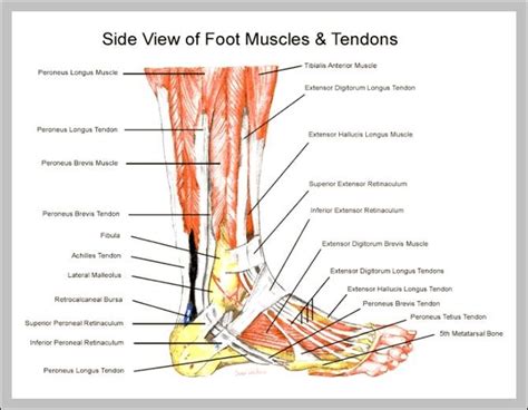 calf muscle diagram | Anatomy System - Human Body Anatomy diagram and ...