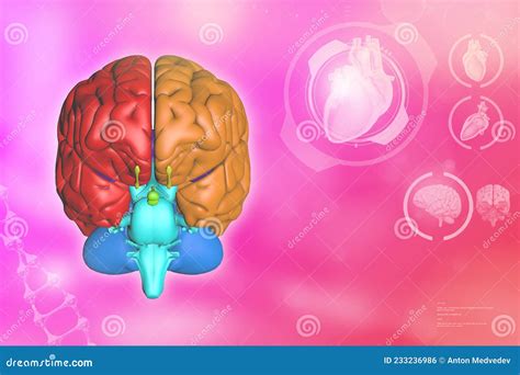 Medical 3d Illustration Human Brain Neurology Analysis Concept