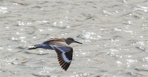 A Willet Bird In Flight · Free Stock Photo