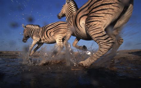 Newsela | Wild, open migration spaces dwindle, but zebras have one in Africa