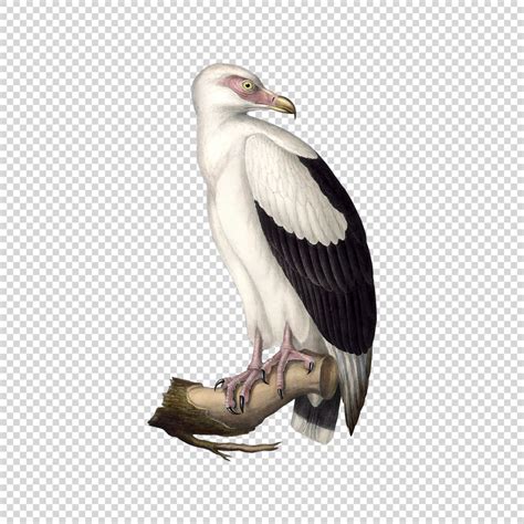 Palm Nut Vulture Bird - TofuJoe