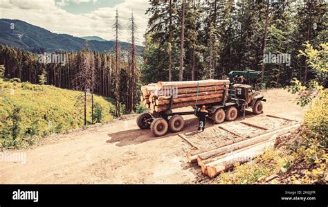 Felling Of Trees Cut Trees Forest Cutting Area Forest Protection